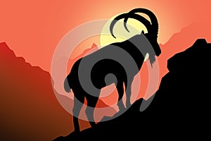 Mountain goat on a rock