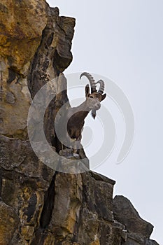 Mountain goat on rock ledge