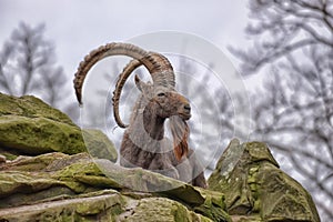 Mountain goat on rock ledge