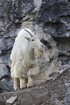 Mountain goat on rock ledge