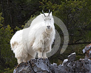 Mountain goat on rock ledge