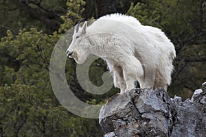 Mountain goat on rock ledge