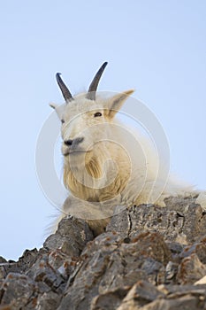 Mountain goat on rock ledge