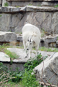 Mountain goat among the rocks and cliffs