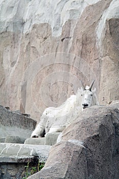 Mountain goat among the rocks and cliffs