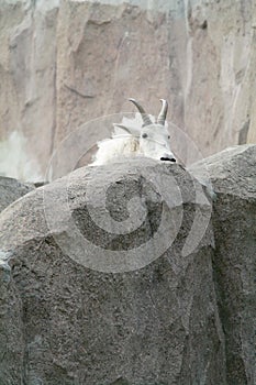 Mountain goat among the rocks and cliffs