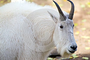 Mountain Goat (Rocky Mountain Goat) in the Yukon Territories, Canada