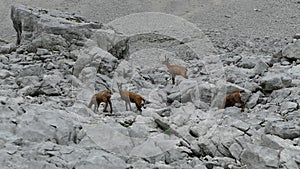 Mountain goat in a rocky terrain