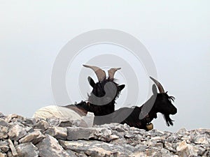 Mountain Goat on rocky terrain