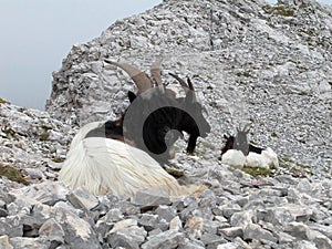 Mountain Goat on rocky terrain