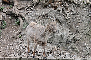 Mountain goat and the roots are background