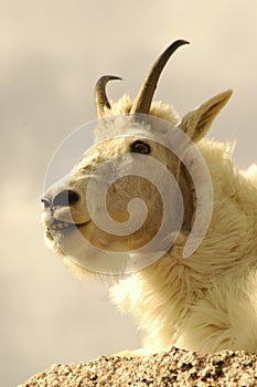 Rocky Mountain goat