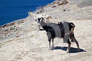 A mountain goat on the seashore. Greece