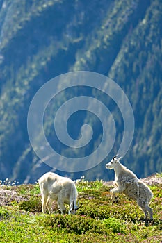 Mountain Goat Sneak Attack