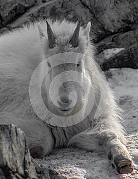 Mountain Goat in the snow photo