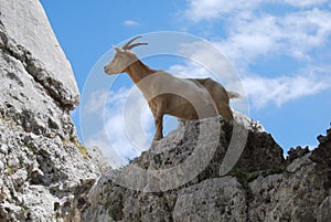 Mountain goat spain