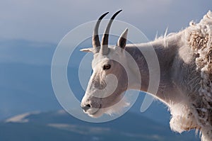 Mountain goat stand proudly, high in the rocky mountains