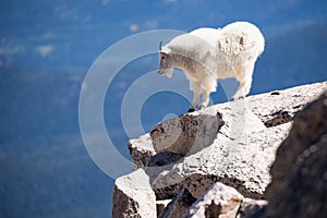 Montana una cabra de pie sobre el borde de montana 