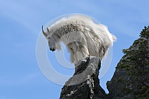 Mountain goat standing on narrow rock outcrop against blue sky