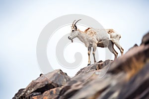 mountain goat standing on a steep rocky ledge