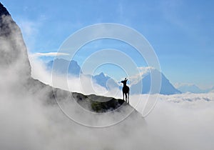 Mountain goat is standing on the top of the hill. High mountains, white clouds below.