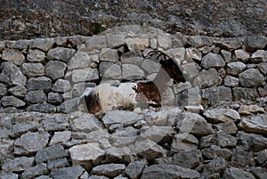 Mountain goat on stone wall