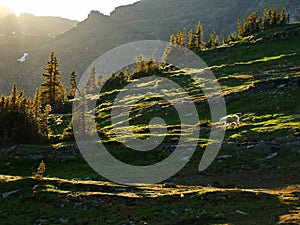 Mountain Goat strides down sunlit slope photo