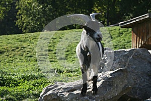 mountain goat on top of a stone in Switzerland