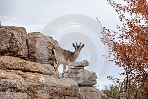A mountain goat in Torcal de Antequera, Spain photo