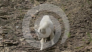 Mountain Goat walking down a cliff