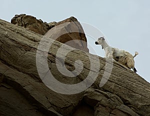A mountain goat walking over the rocks in southern Punjab region of Pakistan