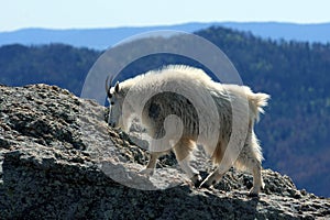 Mountain Goat walking on top of Harney Peak overlooking the Black Hills of South Dakota USA