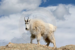 Mountain Goat walking on top of Harney Peak overlooking the Black Hills of South Dakota USA