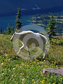 Mountain Goat Walking in Wildflowers