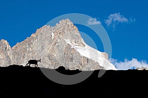 Mountain goat silhouette.