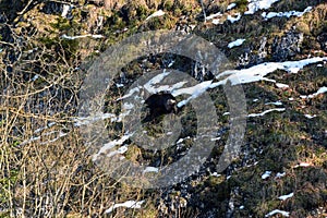 A mountain goat walks on the grass on the slope of a winter mountain