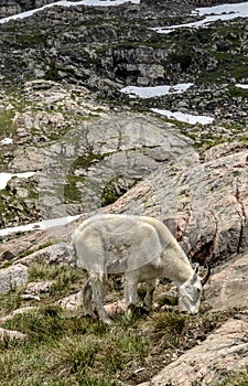 White mountain Goat in Colorado Rockies