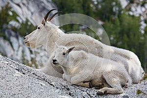 Mountain goat