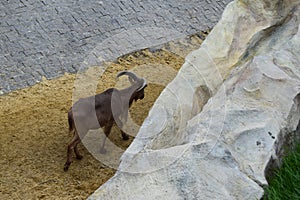 Mountain Goat in zoo. (Oreamnos americanus) in the zoo enclosure.