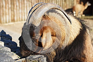 Mountain goat in the zoo. Portrait of an animal ram with big horns in the zoo.