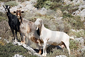 Mountain goats