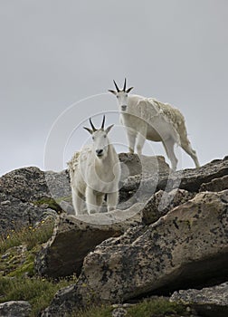 Mountain Goats
