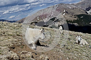 Mountain Goats
