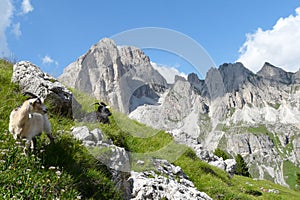 Mountain goats