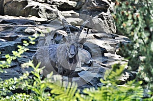 Mountain goats