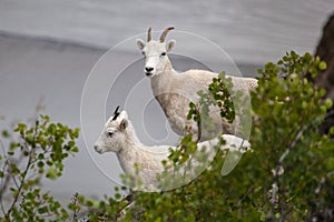 Mountain goats along Seward highway, Alaska