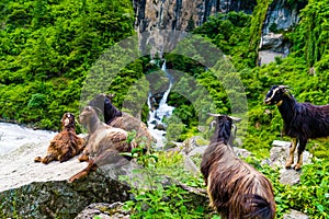 Mountain goats in Annapurna Conservation Area, Nepal