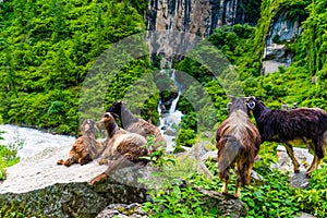 Mountain goats in Annapurna Conservation Area, Nepal