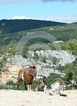 Mountain goats in the Ardeche Gorge, France