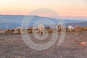 Mountain Goats in the Beartooth Range